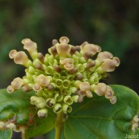 Premna corymbosa Rottler